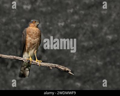 Sparrowhawk besucht den Garten Stockfoto