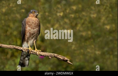 Sparrowhawk besucht den Garten Stockfoto