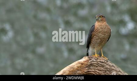 Sparrowhawk besucht den Garten Stockfoto