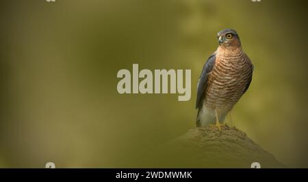 Sparrowhawk besucht den Garten Stockfoto