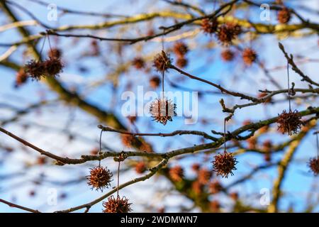 Amerikanische Süßgummi-stachelige Nüsse oder Samen auf einem liquidambaren Styrociflua-Zweig Stockfoto