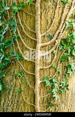 Efeu (hedera Helix), Nahaufnahme, die den verzweigten Stamm der gewöhnlichen Kletterpflanze zeigt, während sie auf einem großen Stamm eines Baumes wächst. Stockfoto