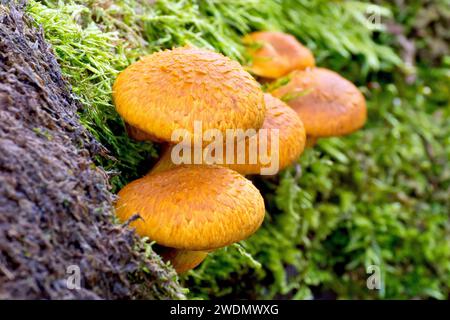 Scalycap, möglicherweise Shaggy Scalycap (pholiota squarrosa), Nahaufnahme einer Gruppe von Fruchtkörpern des Pilzes, die auf einem mit Moos bedeckten Stamm wachsen. Stockfoto