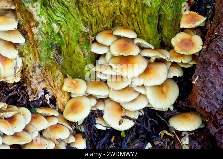 Sulfur Tuft (Hypholoma fasciculare), Nahaufnahme einer Masse reifer Fruchtkörper des Pilzes, die in einem hohlen, verrottenden Baumstamm wachsen. Stockfoto