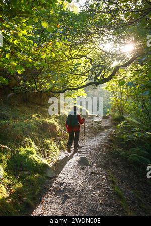 Indische südasiatische Frau wandert im Herbst allein durch den Wald. Lake District, Cumbria, Großbritannien Stockfoto