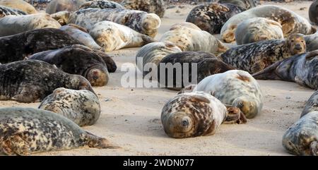 Eine Grausiegelkolonie am Strand von Horsey Gap, Norfolk, Großbritannien Stockfoto