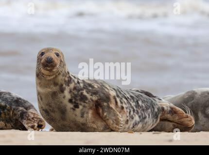 Ein graues Segel am Strand von Horsey Gap, Norfolk, Großbritannien Stockfoto