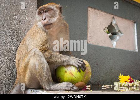 Makaken-Affe essen Kokosnuss auf der Treppe zu Batu-Höhlen, einem wichtigen Touristenziel und Hindutempel in Kuala Lumpur, Malaysia Stockfoto