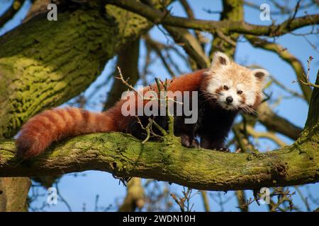 Roter Panda oder kleiner Panda (ailurus fulgens) in einem Baum im britischen Zoo Stockfoto