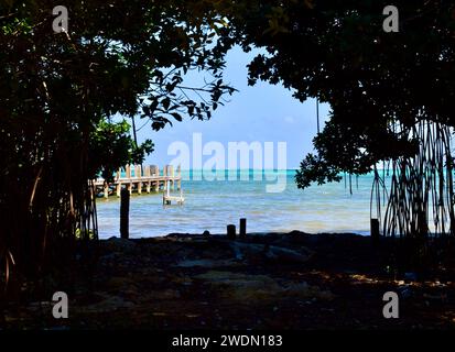 Ein Blick durch Mangrovenbäume mit türkisfarbenem Wasser, das Karibische Meer und einen Pier in San Pedro, Ambergris Caye, Belize. Stockfoto
