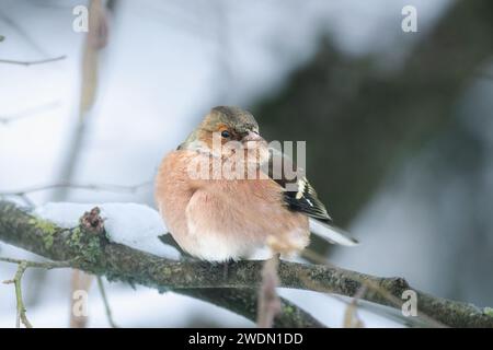 Gewöhnlicher Buchbeins (Fringilla coelebs), der im Winter auf einem Ast sitzt Stockfoto