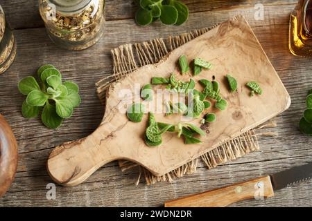 Schneiden Sie frische Plectranthus amboinicus-Pflanze zum Zubereiten von Kräutersirup oder Tinktur Stockfoto