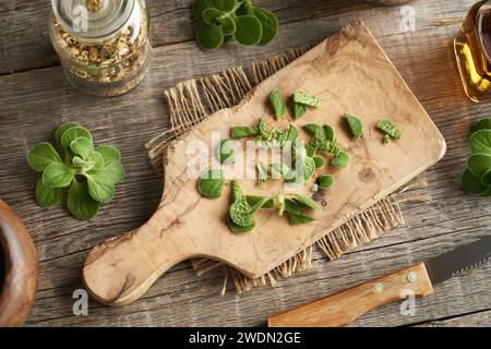 Schneiden von frischer Plectranthus amboinicus-Pflanze zur Herstellung von Kräutertinktur oder Sirup Stockfoto