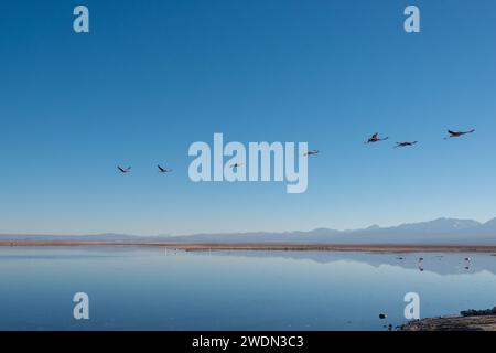 Salar de Atacama, Chile Stockfoto