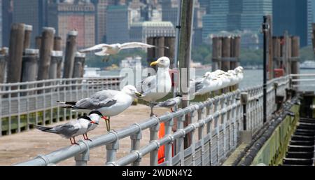 Eine Gruppe Möwen, die in einer Reihe auf dem Geländer eines Piers thront. Im unscharfen Hintergrund sind Gebäude zu sehen, die New York City ausmachen. Stockfoto