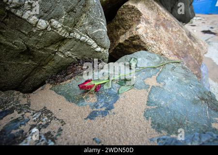 Watergate Bay, Cornwall, England, November 2023, Eine einzelne Rose, die auf Felsen am Strand entsorgt wurde. Stockfoto