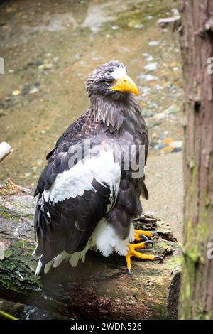 Steller’s Seeadler, auch bekannt als Pazifikseeadler oder Weißschulteradler, ist ein sehr großer täglicher Raubvogel in der Familie Accipitridae. I Stockfoto