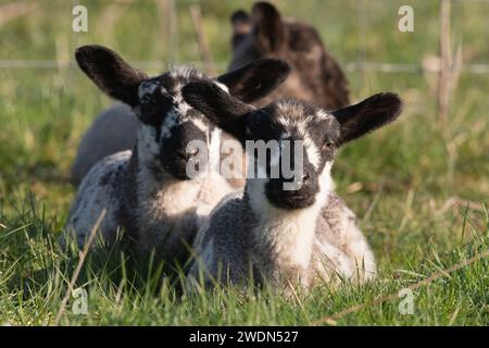 Zwillingslämmer liegen im Frühling auf einem Feld Stockfoto