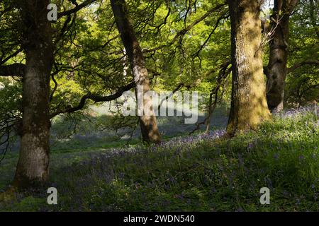 Ein abgeschiedenes Hollow, oder Dell, bedeckt mit Native Bluebells (Hyacinthoides non-scripta) im Ancient Oak Woodland in Kinclaven Bluebell Woods Stockfoto