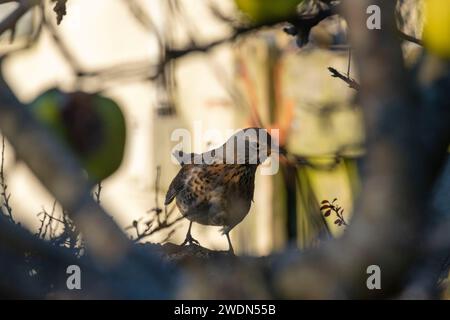 Ein Feldweg (Turdus pilaris), der im Winter die Äpfel auf einem Apfelbaum fresst Stockfoto