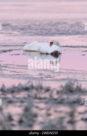 Zwei stumme Schwäne (Cygnus olor) reinigen ihre Federn in einem kleinen Wasserbecken (der den Morgenhimmel reflektiert) auf einem gefrorenen See Stockfoto