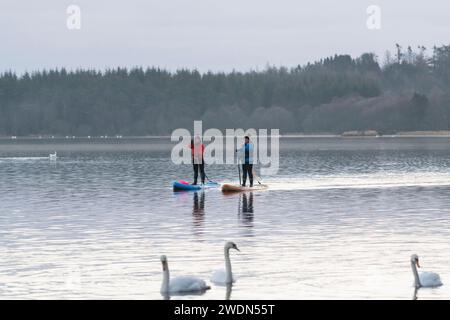 Stand Up Paddle Boarding (SUP) am Loch of Skene im Winter in der Gesellschaft der stummen Schwäne (Cygnus olor) Stockfoto