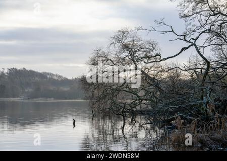 Bäume bedeckt mit Regentropfen am Water's Edge of the Loch of Skene an einem kalten, ruhigen Morgen im Winter Stockfoto