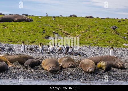 Pinguine mit frischen Federn, die hinter Robben am Strand stehen, King Pinguins im Gold Harbor, SGI, Stockfoto