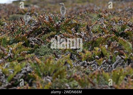 Zwei Langschwanzmädchen, Leistes loyca, die in Büschen am Ufer von York Beach, Falkland Islands, thronen Stockfoto