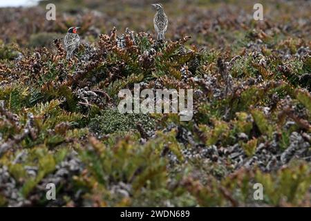 Zwei Langschwanzmädchen, Leistes loyca, die in Büschen am Ufer von York Beach, Falkland Islands, thronen Stockfoto