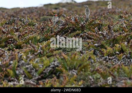 Zwei Langschwanzmädchen, Leistes loyca, die in Büschen am Ufer von York Beach, Falkland Islands, thronen Stockfoto