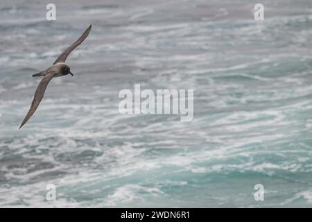 Leichte, rußreiche Albatros, Phoebetria Palpebrate, fliegt über den Südatlantik nahe, mittelgroßer, eleganter Flyer Stockfoto