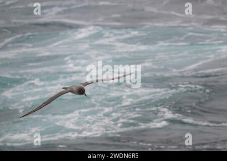 Leichte, rußreiche Albatros, Phoebetria Palpebrate, fliegt über den Südatlantik nahe, mittelgroßer, eleganter Flyer Stockfoto