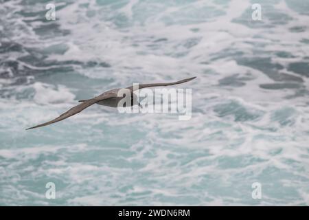 Leichte, rußreiche Albatros, Phoebetria Palpebrate, fliegt über den Südatlantik nahe, mittelgroßer, eleganter Flyer Stockfoto