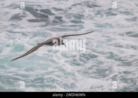 Leichte, rußreiche Albatros, Phoebetria Palpebrate, fliegt über den Südatlantik nahe, mittelgroßer, eleganter Flyer Stockfoto