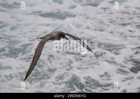 Leichte, rußreiche Albatros, Phoebetria Palpebrate, fliegt über den Südatlantik nahe, mittelgroßer, eleganter Flyer Stockfoto