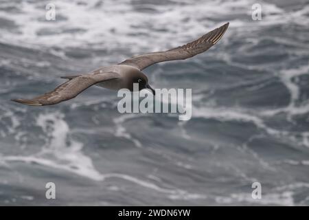 Leichte, rußreiche Albatros, Phoebetria Palpebrate, fliegt über den Südatlantik nahe, mittelgroßer, eleganter Flyer Stockfoto