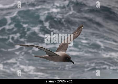 Leichte, rußreiche Albatros, Phoebetria Palpebrate, fliegt über den Südatlantik nahe, mittelgroßer, eleganter Flyer Stockfoto