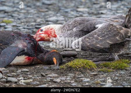 Fütterung der südlichen Riesensturmvögel, Macronectes giganteus, brauner Skua, Stercorarius antarcticus, Angriff, Töten, und essen Sie Königspinguin, Salisbury Plain, SGI Stockfoto