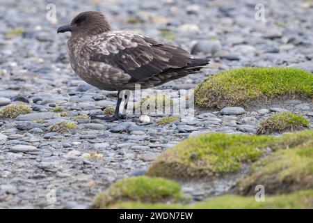 Antarctic Brown Skua, Brown Skua, Stercorarius antarcticus, stehend am felsigen Strand auf der Salisbury Plain, SGI Stockfoto