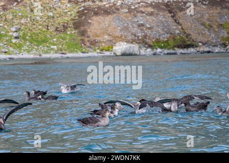 Gruppe nördlicher Riesensturmvögel, Macronectes halli, große, mächtige Raubvögel im Wasser, die tote Robbe fressen, Stockfoto