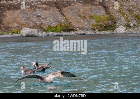 Gruppe nördlicher Riesensturmvögel, Macronectes halli, große, mächtige Raubvögel im Wasser, die tote Robbe fressen, Stockfoto