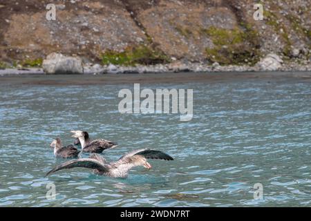 Gruppe nördlicher Riesensturmvögel, Macronectes halli, große, mächtige Raubvögel im Wasser, die tote Robbe fressen, Stockfoto