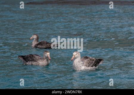 Gruppe nördlicher Riesensturmvögel, Macronectes halli, große, mächtige Raubvögel im Wasser, die tote Robbe fressen, Stockfoto