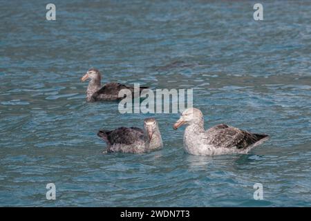 Gruppe nördlicher Riesensturmvögel, Macronectes halli, große, mächtige Raubvögel im Wasser, die tote Robbe fressen, Stockfoto