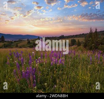 Malerische Dämmerung Juni Karpaten Berglandschaft Wiesen und Autobahn in weit. Üppige Vegetation und wunderschöne Wildblumen. Stockfoto