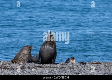 Antarktische Pelzrobbe, Arctocephalus gazella, am Strand von Rosita Harbor, Stockfoto