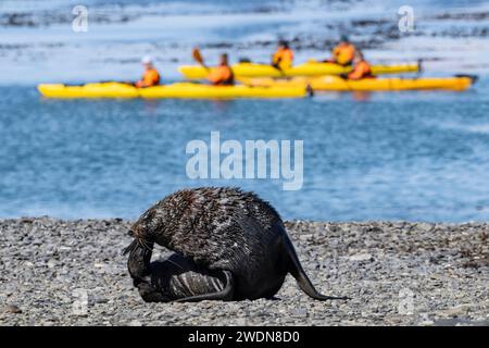 Antarktische Pelzrobbe, Arctocephalus gazella, am Strand von Rosita Harbor, Kajakfahrer im Hintergrund Stockfoto