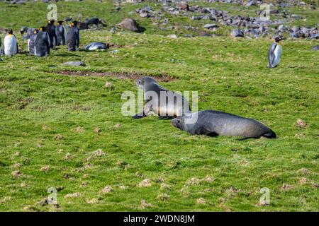 Junge antarktische Pelzrobbe, Arctocephalus gazella, in Gold Harbor, SGI, an sonnigem Frühlingstag Stockfoto