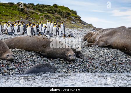 Männliche und weibliche Elefantenrobben, Mirounga Leonine, am Strand von Gold Harbor, SGI, an sonnigen Frühlingstagen Stockfoto